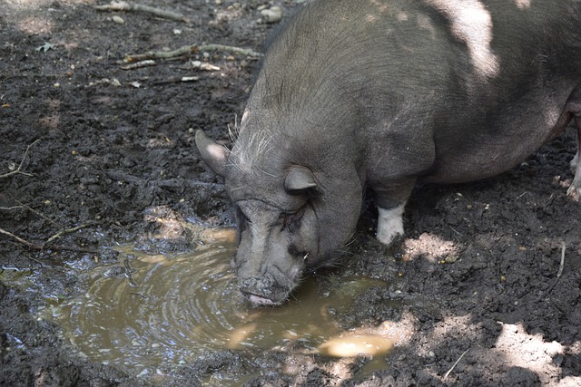 鲁马坐镇后 鲁马坐镇后